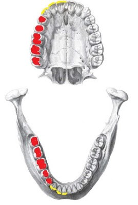 Caras de las piezas dentales I