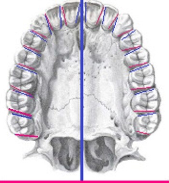 Caras de las piezas dentales II