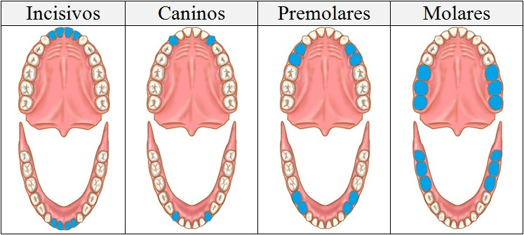 Piezas dentarias