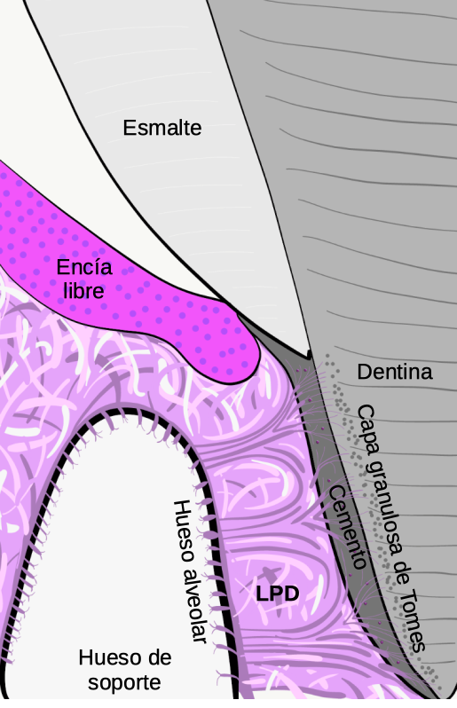 El ligamento periodontal