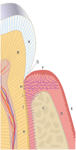 Periodonto