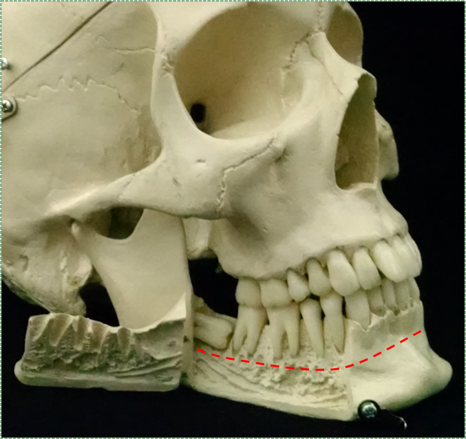 Hueso alveolar