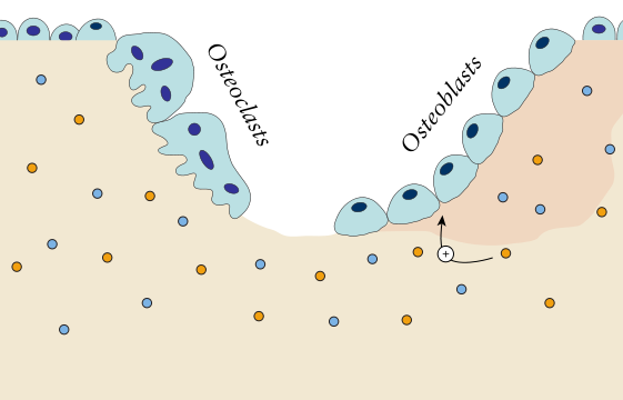 Procesos de osteogénesis y osteolisis
