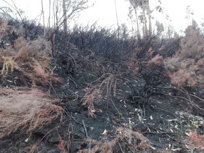 Plantando cara ó lume
Práctica de mostreo dentro do programa "Plantando cara ó lume"
30/04/2019

