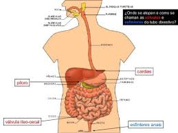 ap dixestivo completo