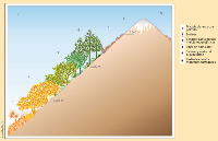 Gráfico do escalonamento vertical da vexetación