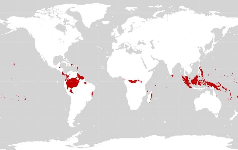Distribución dos climas ecuatoriais