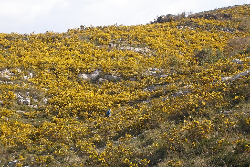 Imaxe dunha landa atlántica