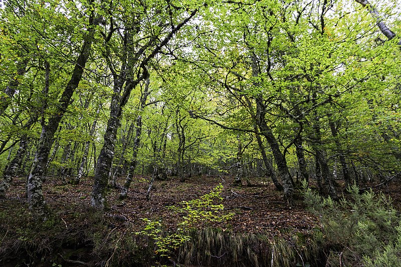 Fotografía dun bosque caducifolio do ámbito climático oceánico