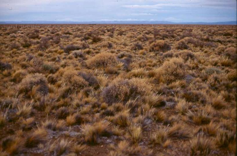 Fotografía dunha estepa de Asia central