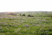 Imaxe dunha pradaría