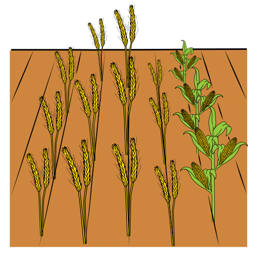 Pictograma agricultura