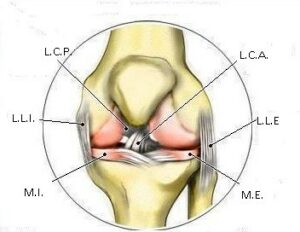 ligamentos de la rodilla