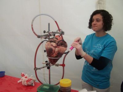 Circulación-corazón de vaca
