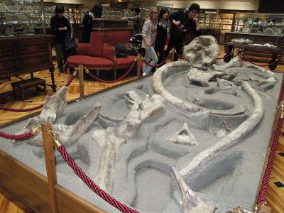 Esquelete dun Mastodonte do Museo Geominero
Alba, Irene e Pablo abraiados detrás do esquelete
