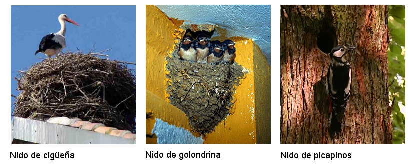 Nidos de aves