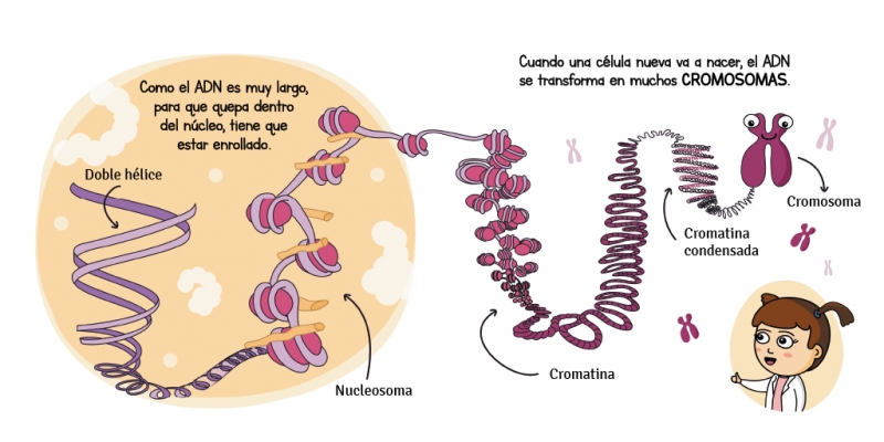ADN; cromatina e cromosomas