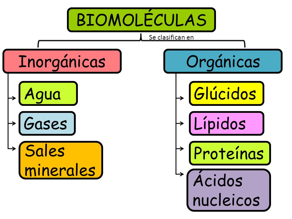CADRO DAS BIOMOLÉCULAS 