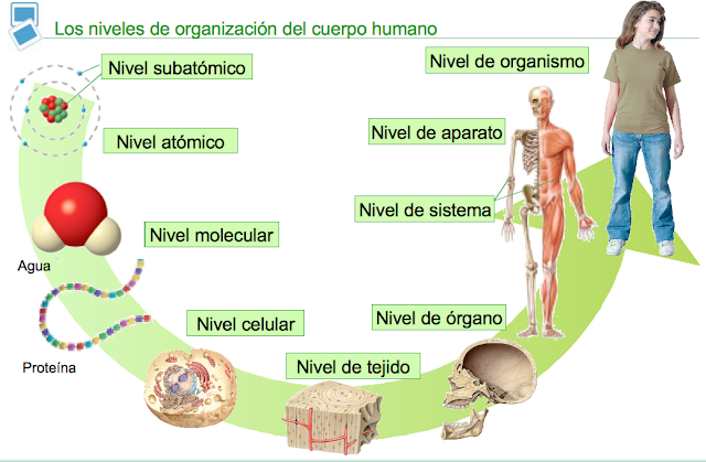 Niveis de organización dos seres vivos 
