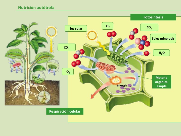 Autótrofa y heterótrofa en plantas 