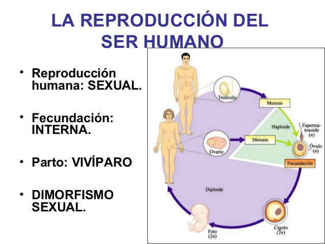 Ciclo reproductivo do ser humano