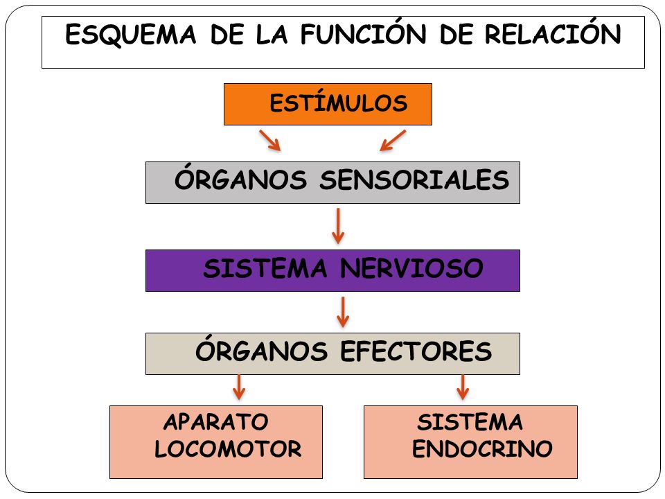 Esquema función relación 
