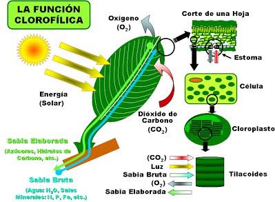 Función clorofílica 