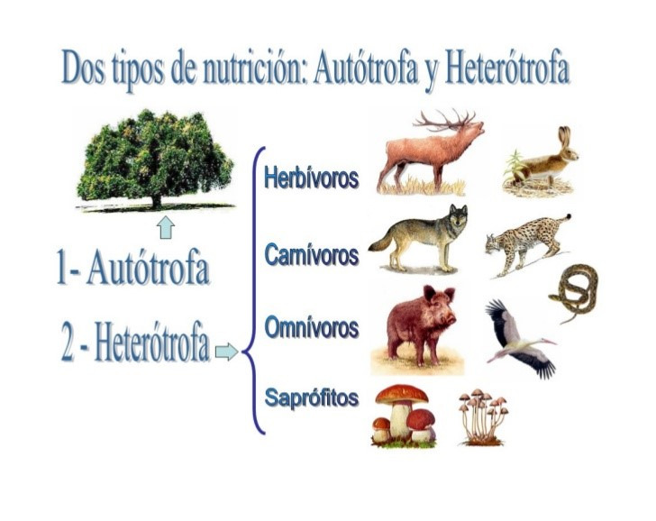 Nutrición Autótrofa e Heterótrofa 