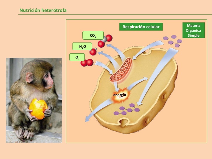 Nutrición heterótrofa en animales. 