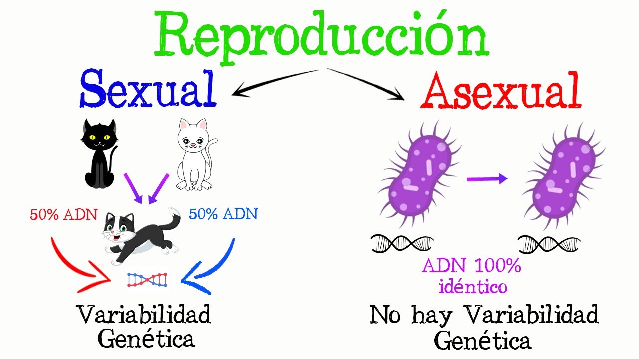 Reprodución asexual e sexual 