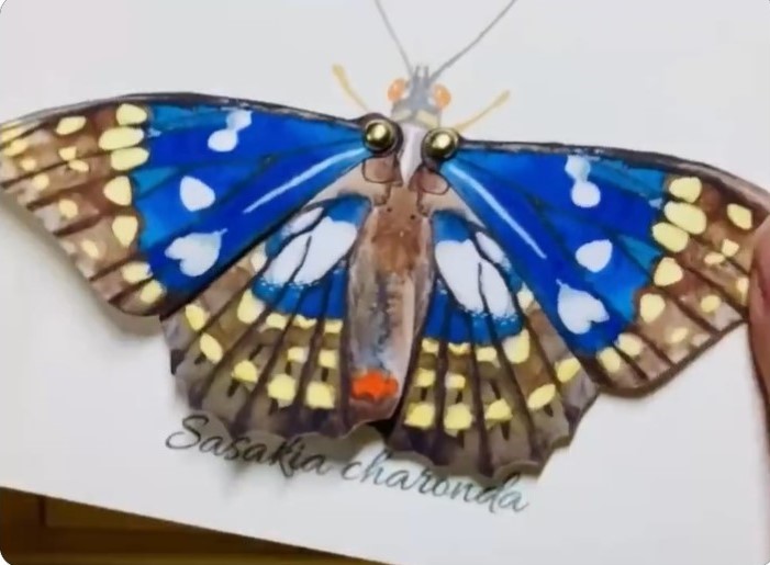bolboreta articulada 