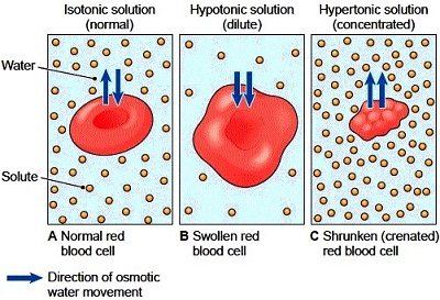 ósmose eritrocitos