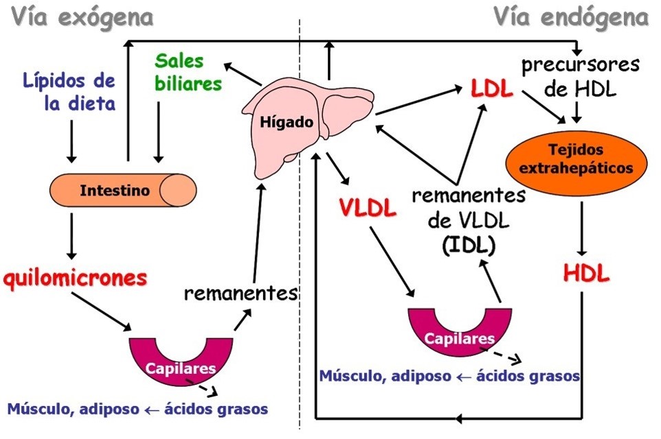 metabolismo lípidos-fígado