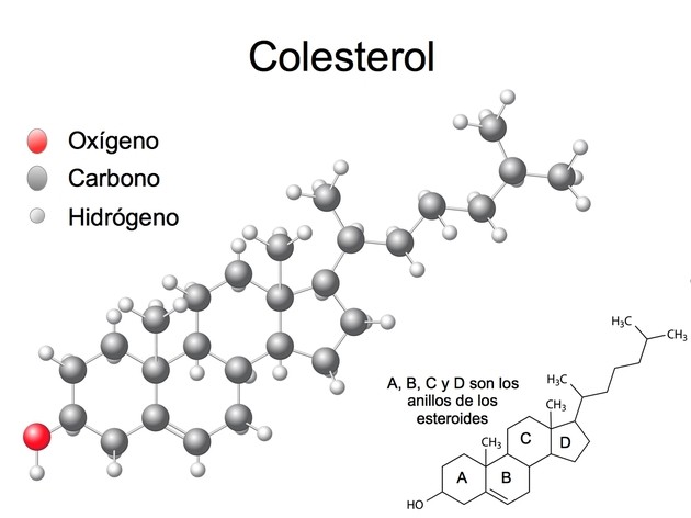 Molécula de colesterol 