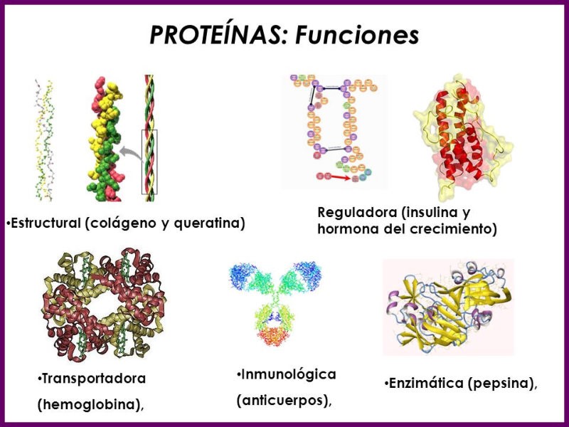 Proteínas Diversas  con  funcións 