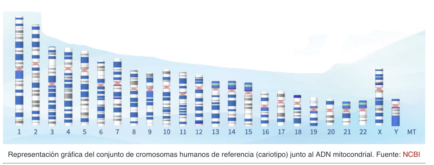 Debuxo 22 cromosomas humano.