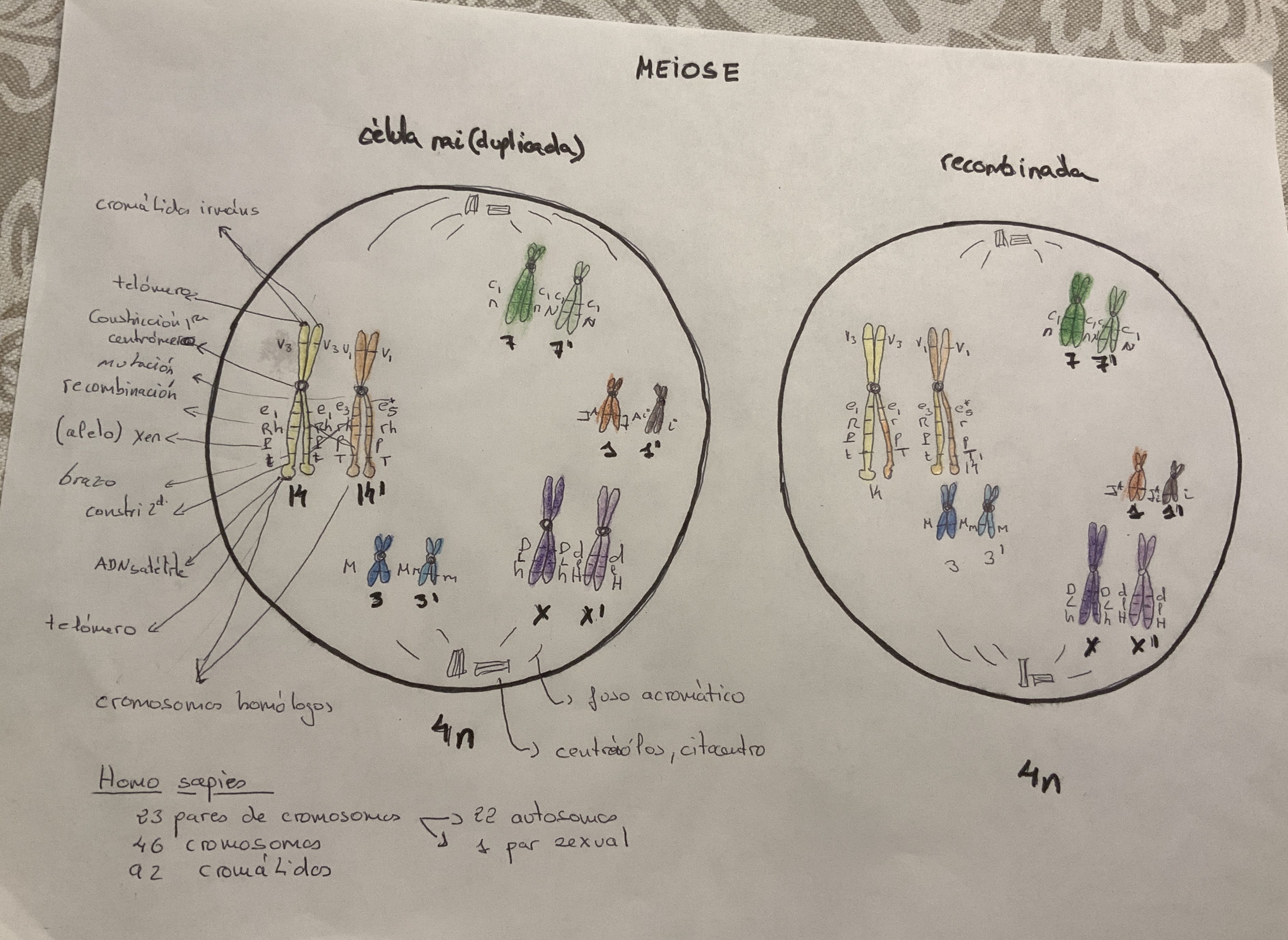 Debuxo Meiose 1