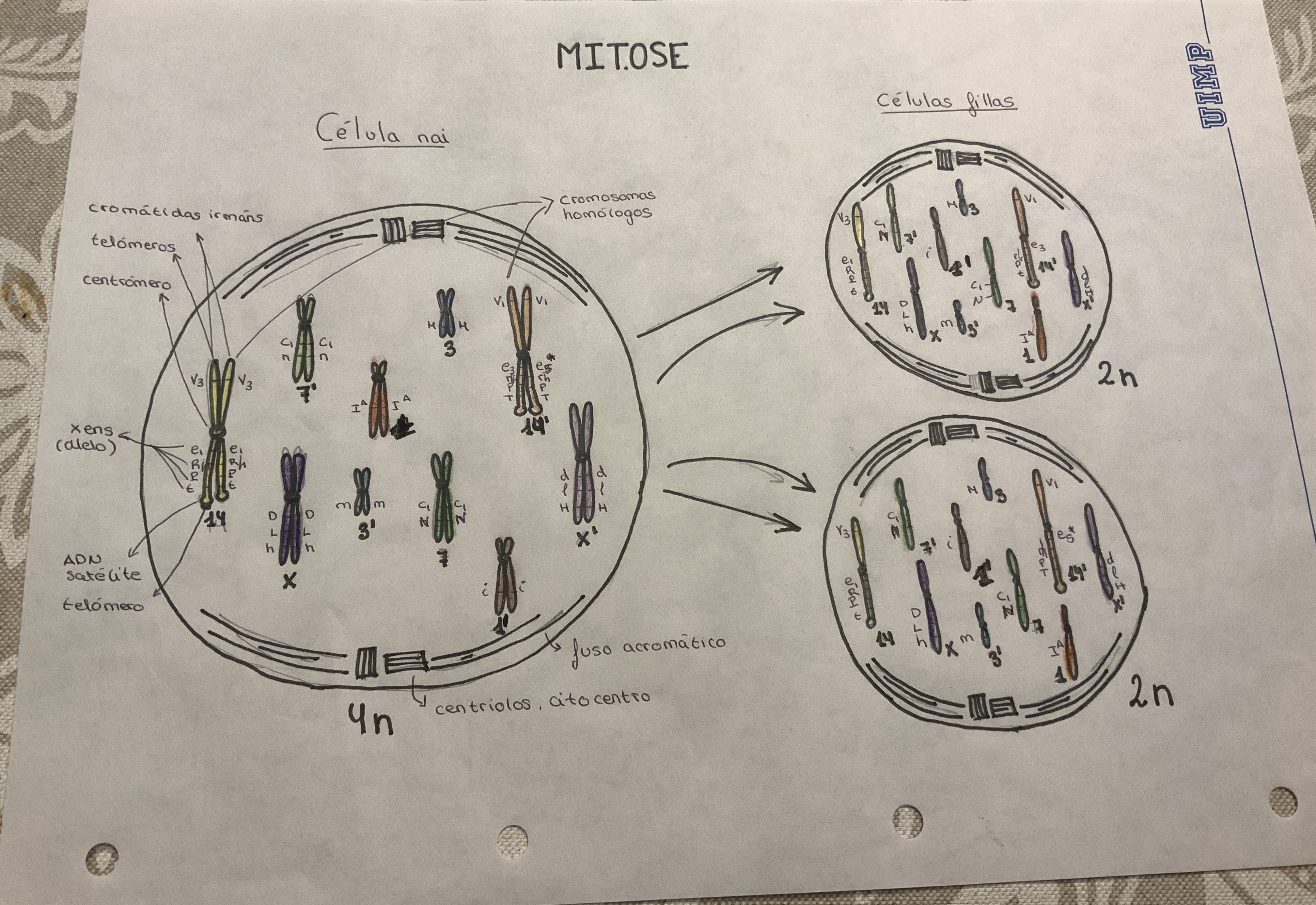 Debuxo Mitose