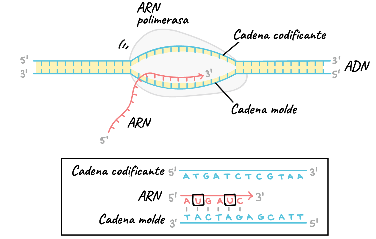 Transcrición 2