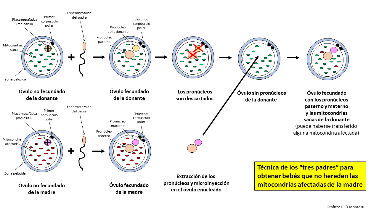 La técnica de los tres padres