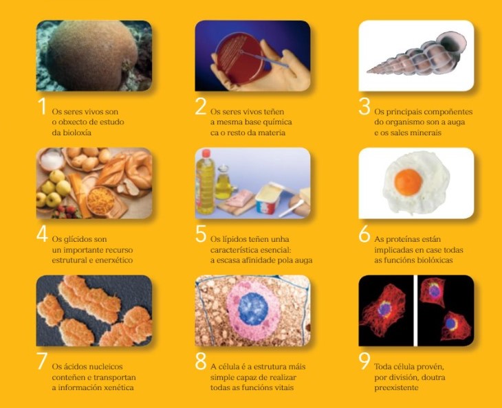 Foto resumo organización seres vivos