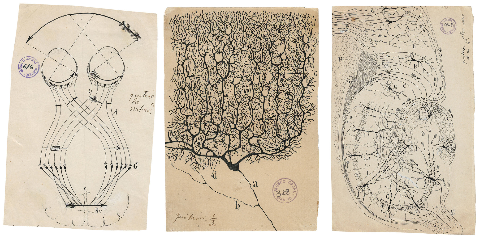 De u os de Cajal