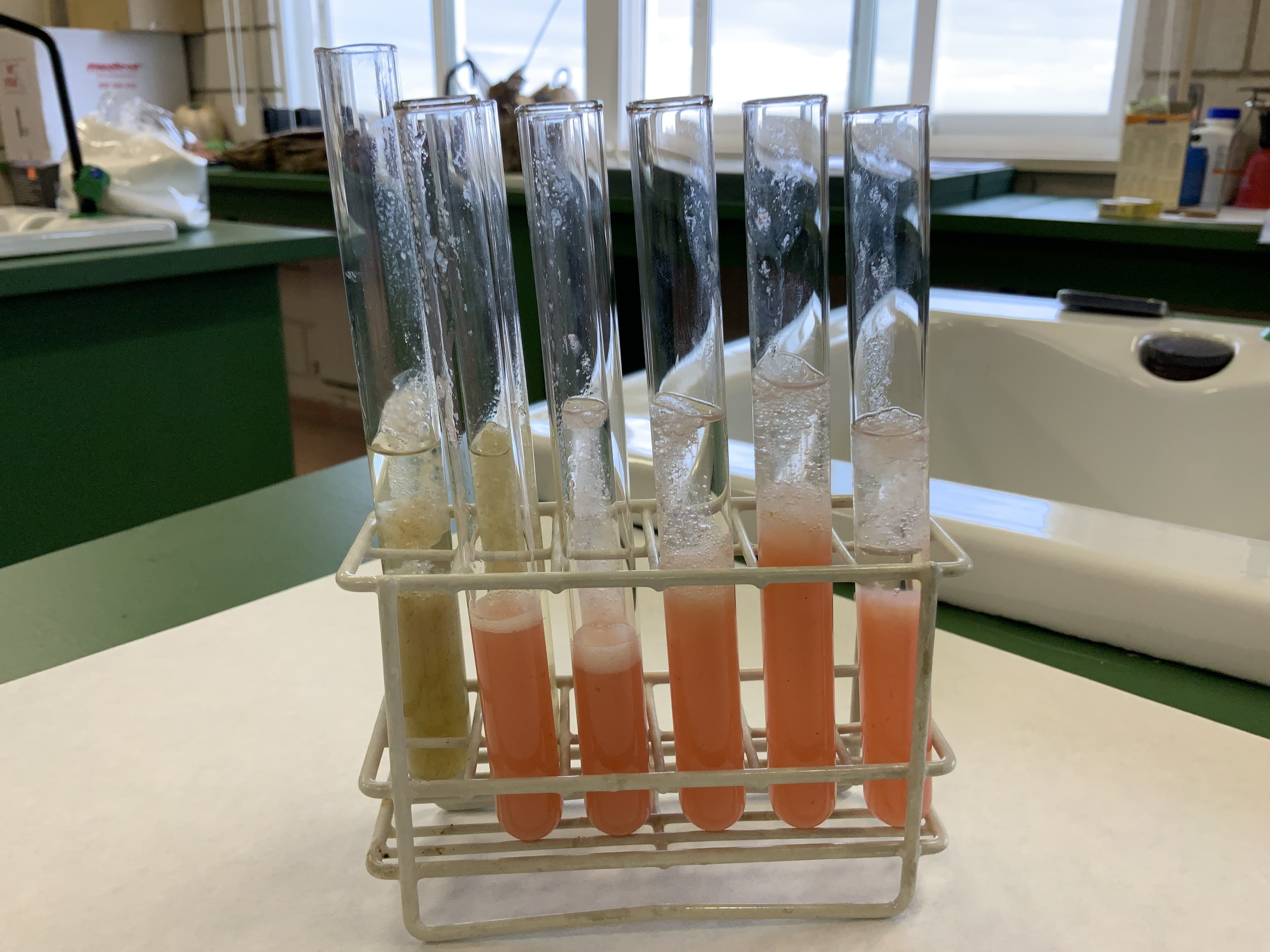 Foto extracción ADN 2