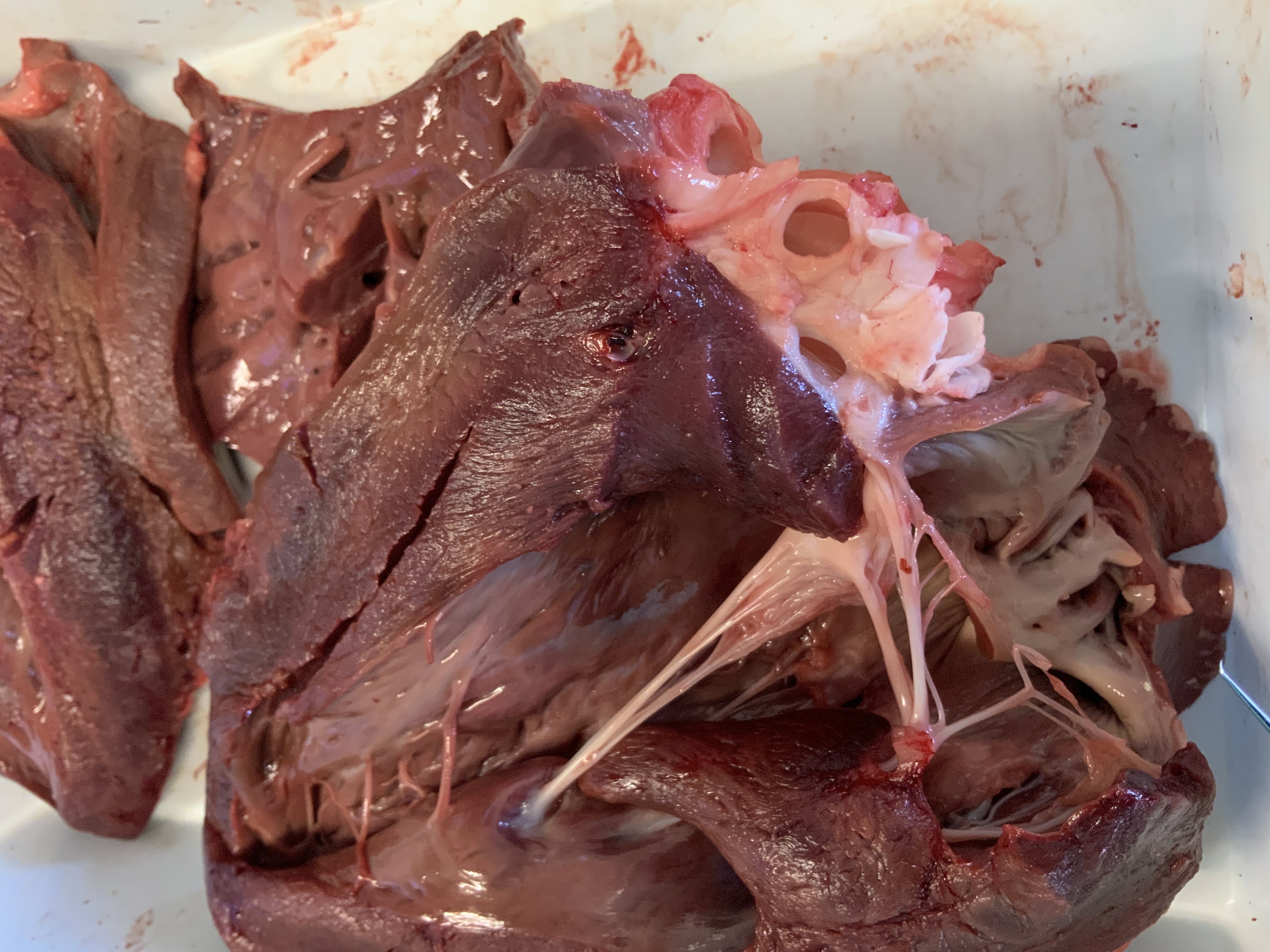 Fotos práctica corazón 2