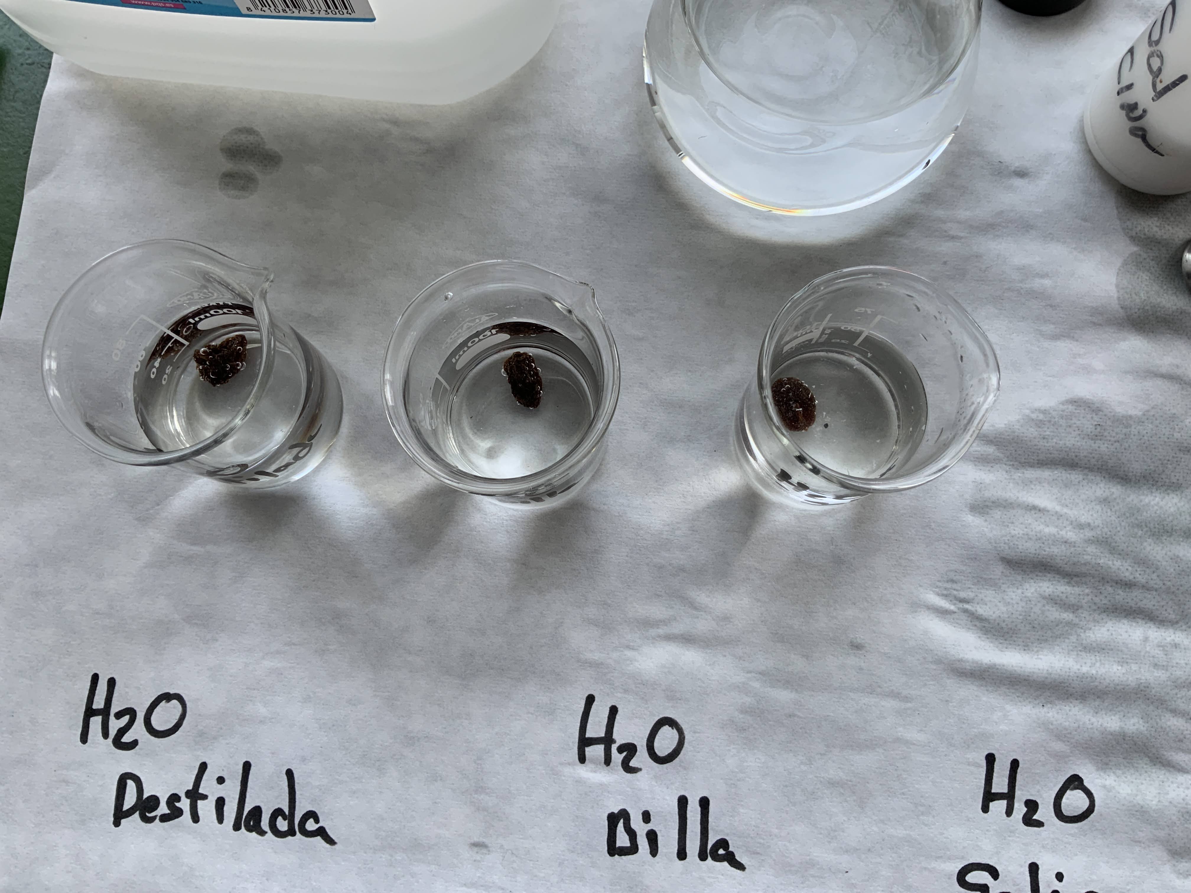 práctica de ósmose 2