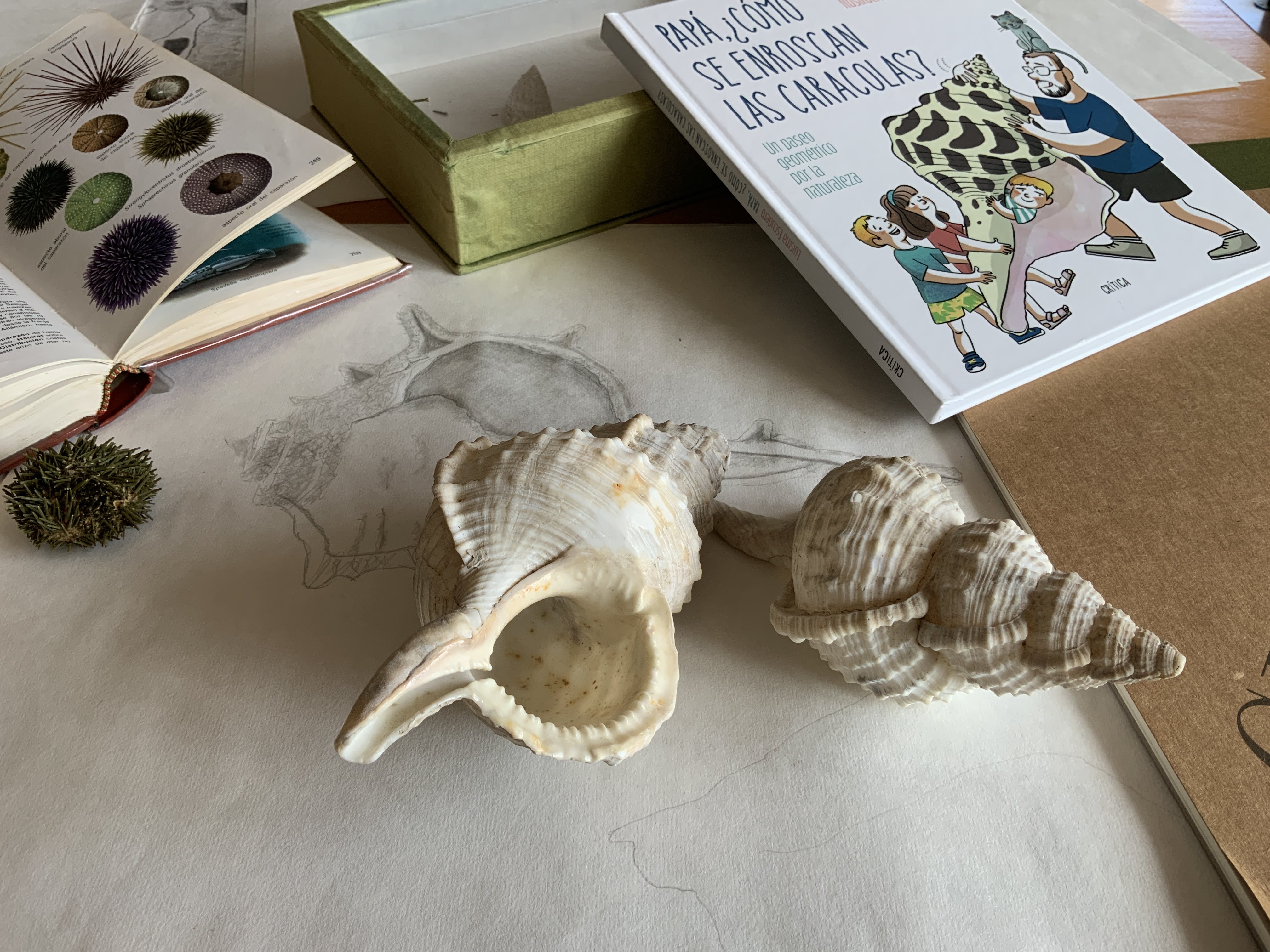 Corno de mar e debuxos