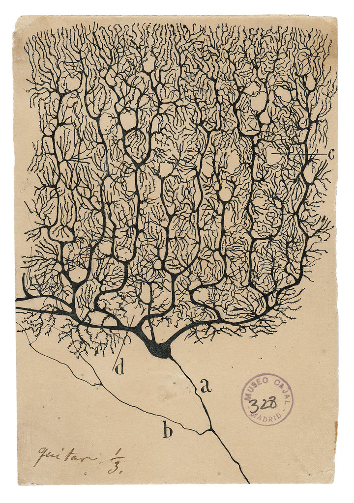 Dibujo de Cajal 