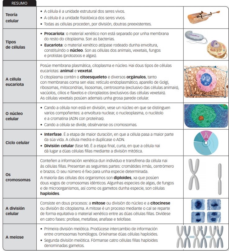 Esquema do tema organización dos seres vivos.