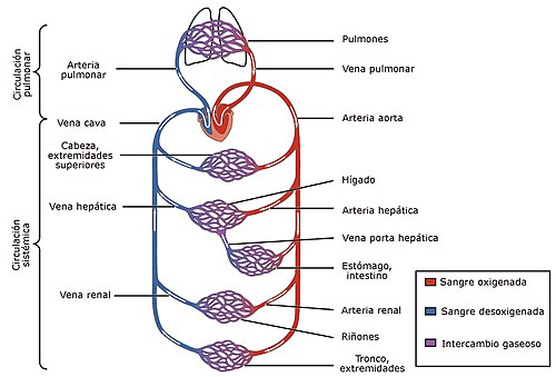 Sistema cardiovascular
