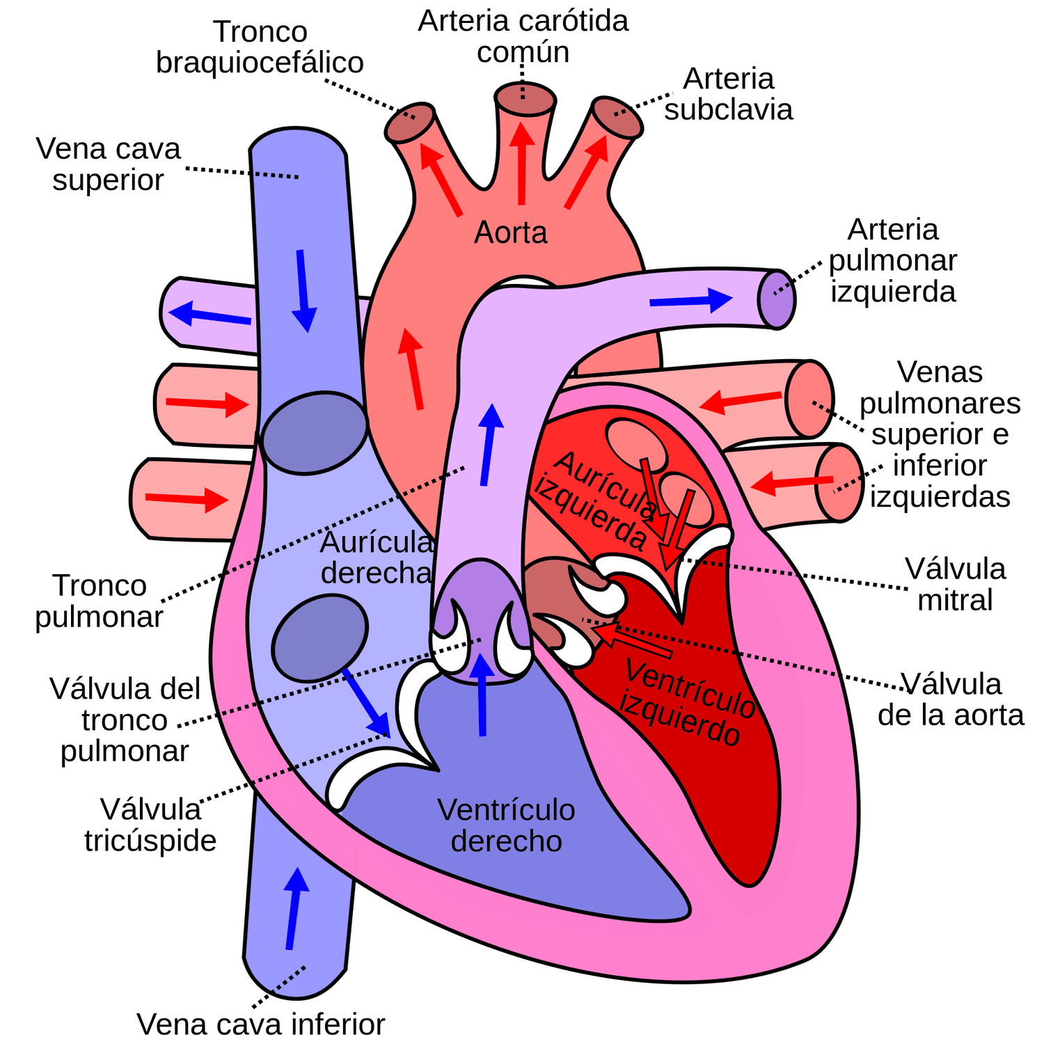 Partes do corazón